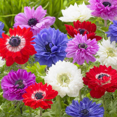 8243149_anemone_st_3