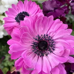 8244019_anemone_the_admiral_02