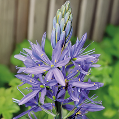 8254807_camassia_quamash_03