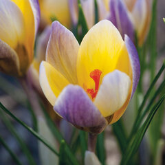 9233670_crocus_advance_01