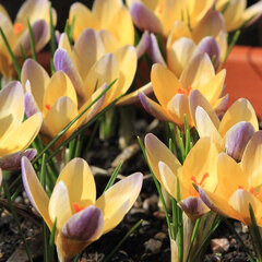 9233670_crocus_advance_02