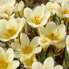 8244431_crocus_cream_beauty_10ks_v_balena-_02