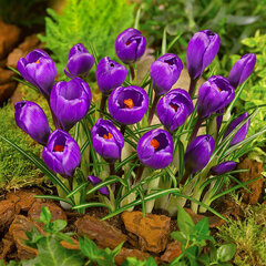 9233152_crocus_flower_record_01