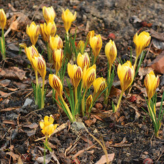 9222301_crocus_gipsy_girl_01