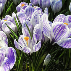 9223669_crocus_king_of_the_striped_01