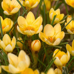 9213151_crocus_romance_10ks_v_balena-_01
