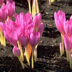 8244405_crocus_zonatus_01