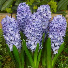 9213141_hyacinthus_blue_star_01