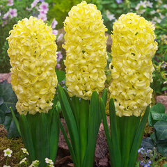8243141_hyacinthus_city_of_harleem_01