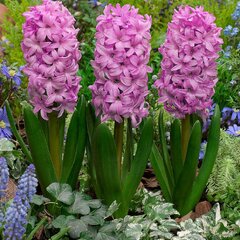8243143_hyacinthus_fondante_3ks_v_baleni_01