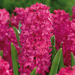 8242279_hyacinthus_jan_bos_01