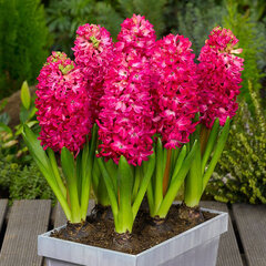 8242279_hyacinthus_jan_bos_02