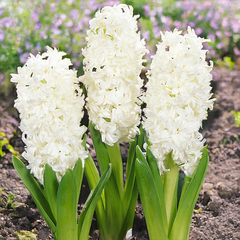 8254799_hyacinthus_madame_sophie_01