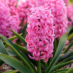 8244408_hyacinthus_pink_pearl_5ks_v_baleni_01