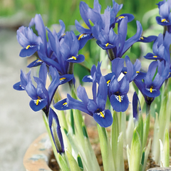 9254823_iris_reticulata_harmony_02
