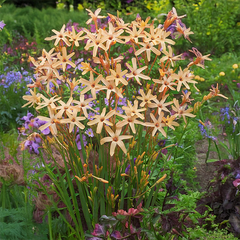 9254825_ixia_paniculata_eos_01