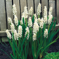 8254809_muscari_album_01