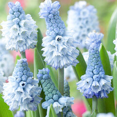 3254048_muscari_azureum_01