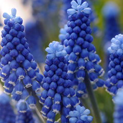 8244045_muscari_dark_eyes_03