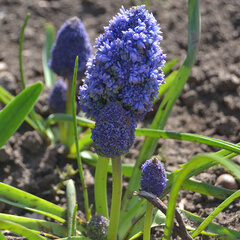 8244047_muscari_fantasy_creation_03