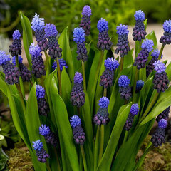 9233144_muscari_latifolium_01