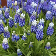 8244444_muscari_mouth_hood_01