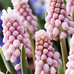 8242295_muscari_pink_sunrise_01