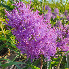 8244445_muscari_plumosum_01