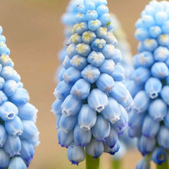 8244432_muscari_valerie_finnis_01