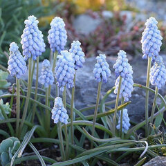 8244432_muscari_valerie_finnis_02