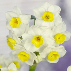 9213134_narcissus_avalanche_01