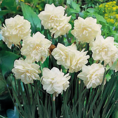 9254813_narcissus_calgary_01