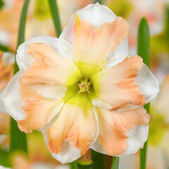 8242277_narcissus_cum_laude_03