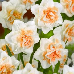 8243135_narcissus_delnashaugh_01