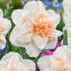 8243135_narcissus_delnashaugh_03