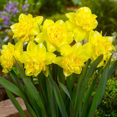 8242278_narcissus_dick_wilden_01