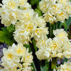 8244409_narcissus_erlicheer_01