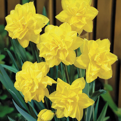 8254810_narcissus_golden_ducat_5ks_v_baleni-_narcis_01