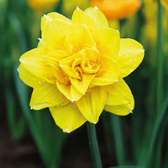8254810_narcissus_golden_ducat_5ks_v_baleni-_narcis_04