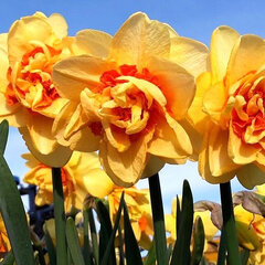 9234001_narcissus_innovator_01