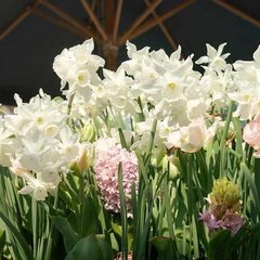 8251453_narcissus_mount_hood_01