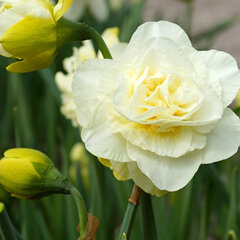 8244036_narcissus_obdam_03