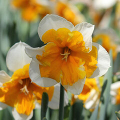 9223197_narcissus_orangery_01