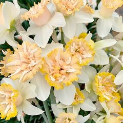 8244447_narcissus_petit_four_01