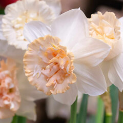 8244447_narcissus_petit_four_02