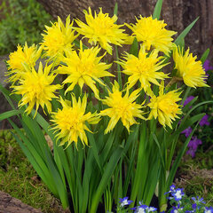 8242274_narcissus_rip_van_winkle_03