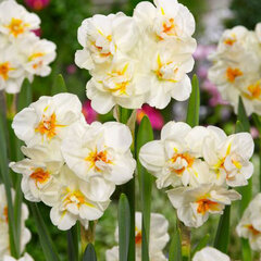 8243137_narcissus_sir_winston_churchill_02