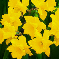 9254841_narcissus_standard_value_01