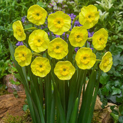 9222275_narcissus_sun_disc_01