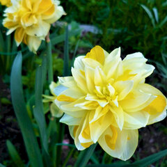 8244441_narcissus_sweet_pomponette_01